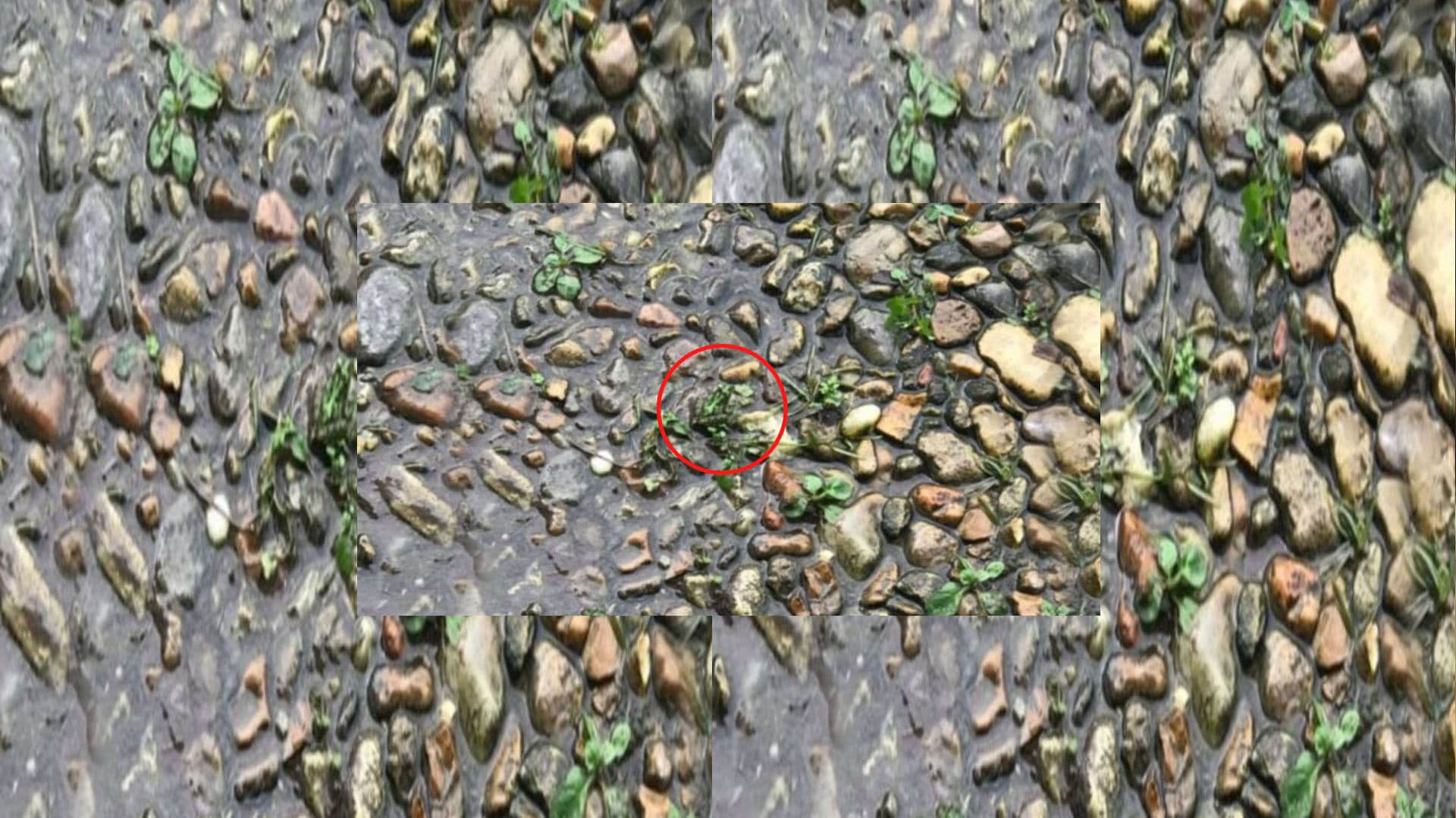 Optical Illusion for Personality Test Find Out Hidden Frog From Photo Check Your Brain IQ