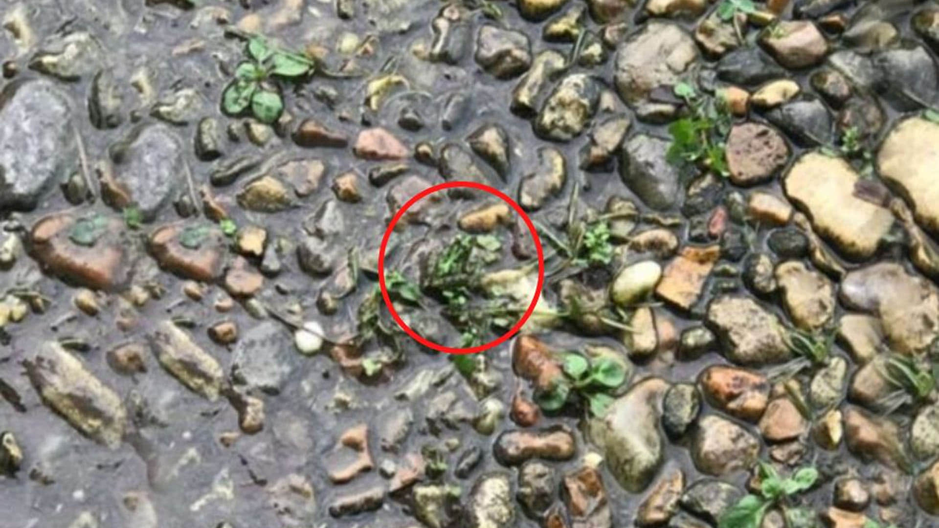 Optical Illusion for Personality Test Find Out Hidden Frog From Photo Check Your Brain IQ