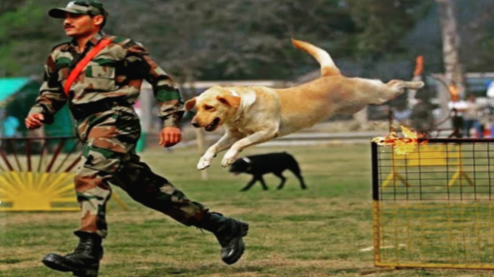 Indigenous dogs will be included in PM security squad, Meerut RVC handed over to SPG after training