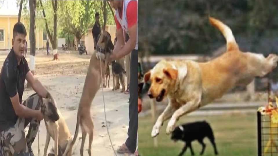 Indigenous dogs will be included in PM security squad, Meerut RVC handed over to SPG after training