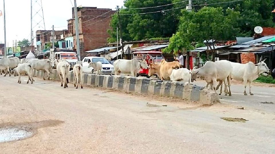 People are facing trouble because of Anna cattle