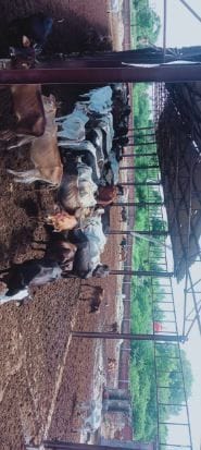 Cows of Gaushala are forced to live in dirt and mud