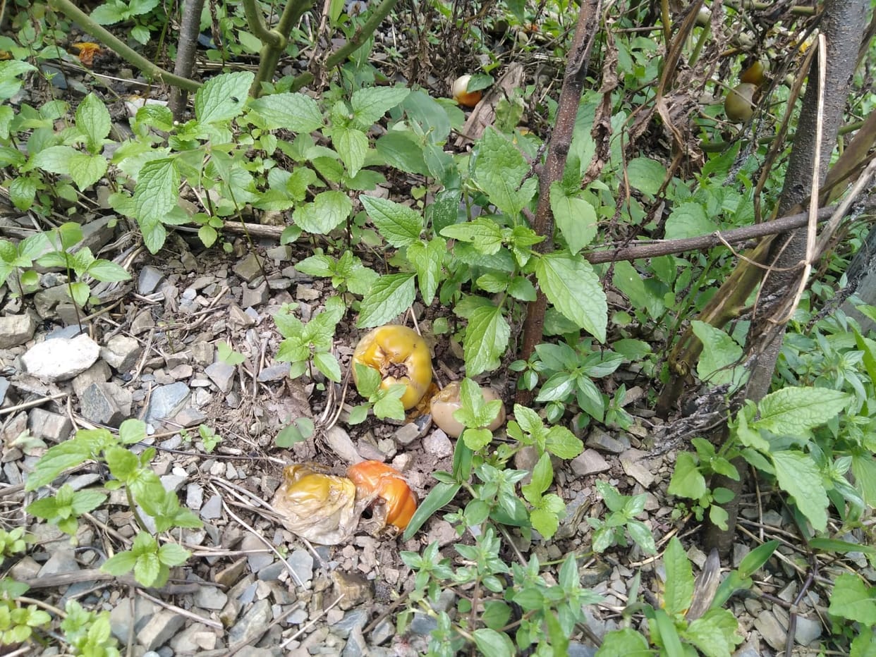 in aanjboj area of sirmaur tomato crops are effected from  unknown disesefarmer facing problem