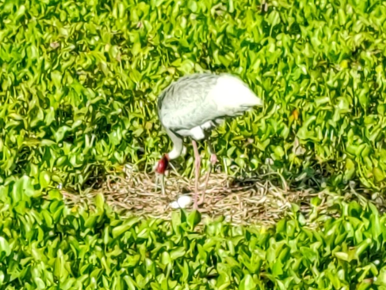 The family of cranes is going to grow in Shekhajheel