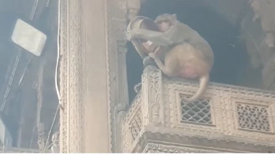 monkey took the cap of the Daroga in security of Banke Bihari temple after glasses of DM Mathura
