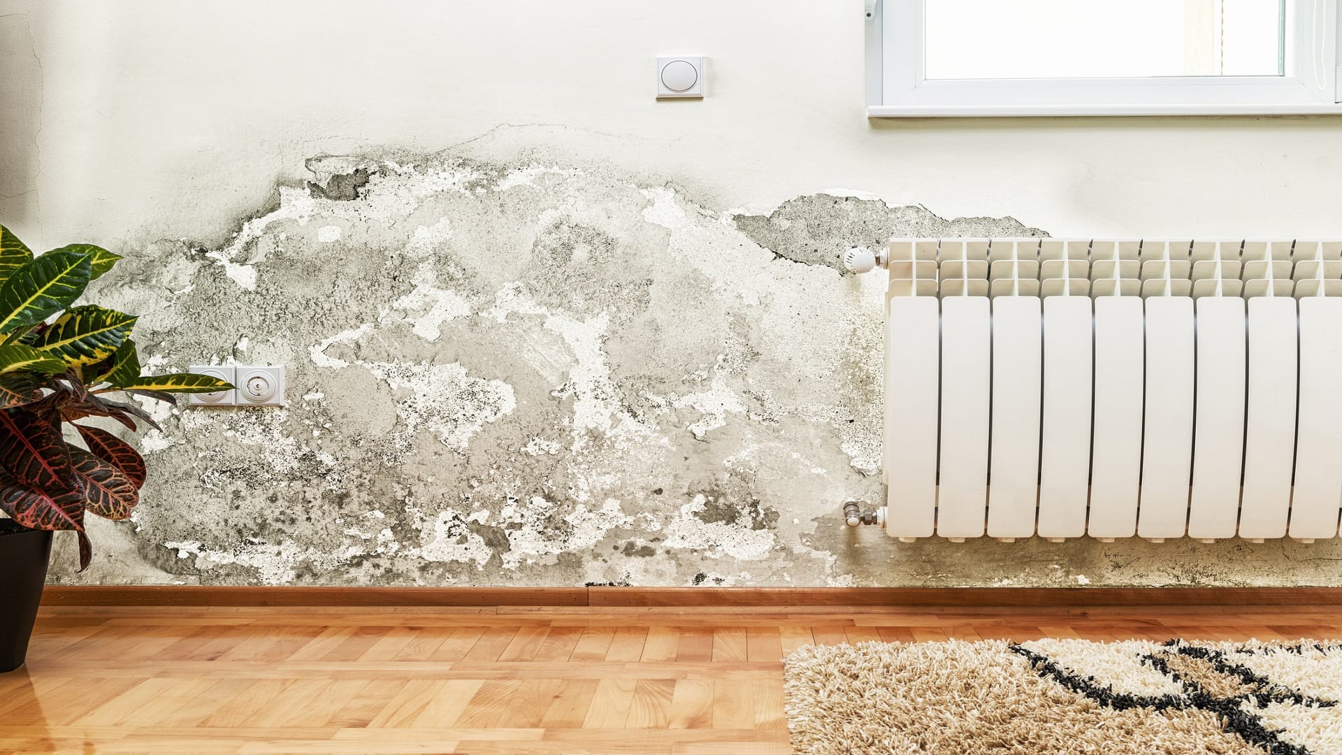 How to Get Rid of Dampness in the Home Follow These Step-by-Step Process in Hindi
