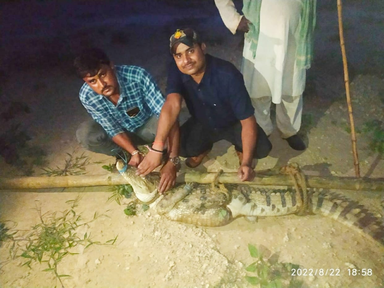 Six feet crocodile found in Dhurkari