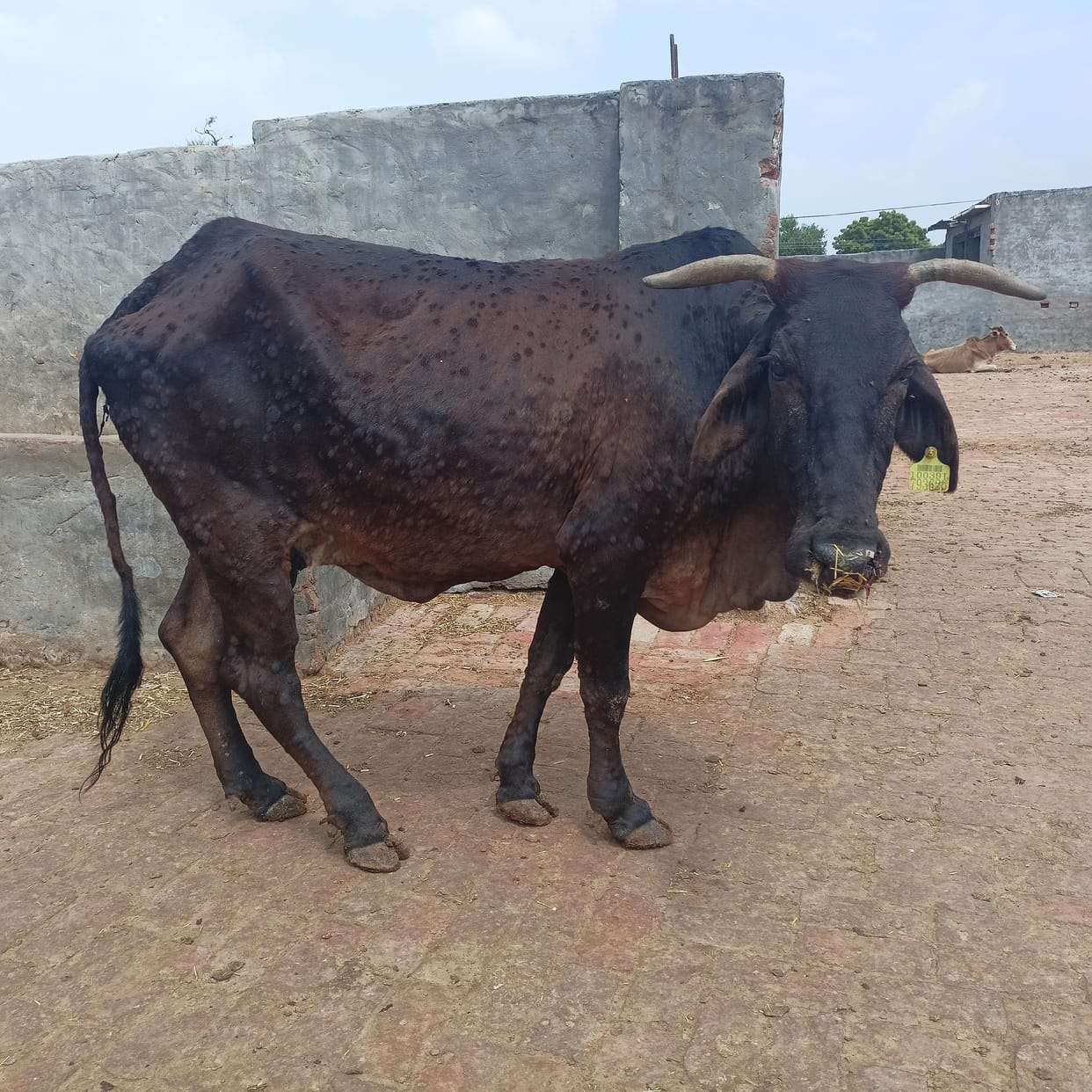 Lack of space in Haddarori to dump animal carcasses, foul smell spreading in villages when dumped in the open