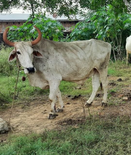 Knock of lumpy disease in the district, sent blood samples of six cows to Bhopal