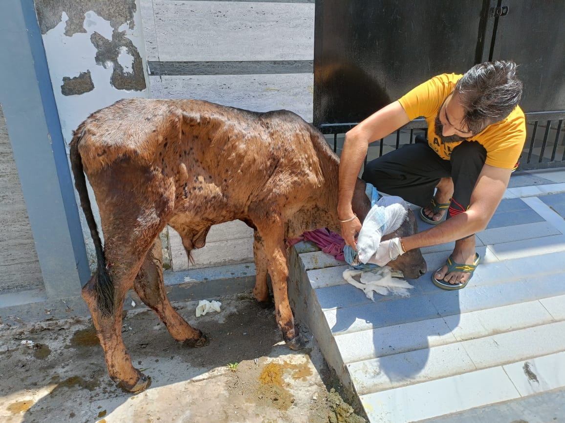 Lumpy uncontrollable, eight animals have died so far, Ambala