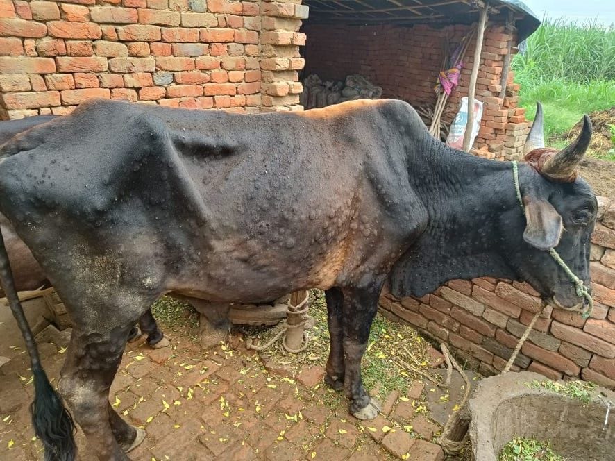 15 animals in the grip of lumpy disease in six villages