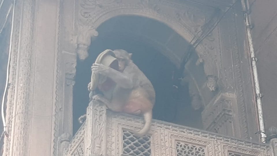 monkey took the cap of the Daroga in security of Banke Bihari temple after glasses of DM Mathura