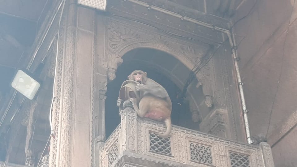 monkey took the cap of the Daroga in security of Banke Bihari temple after glasses of DM Mathura