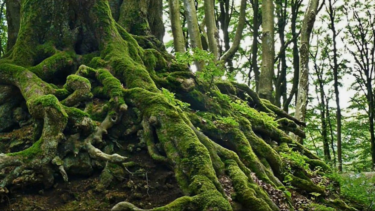 optical illusion find out hidden snake in viral photo check your brain iq
