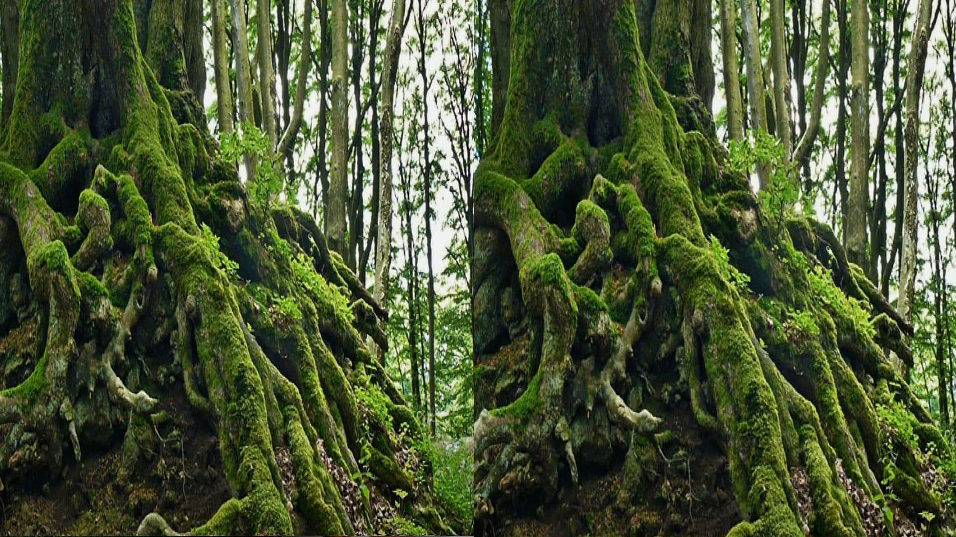 optical illusion find out hidden snake in viral photo check your brain iq