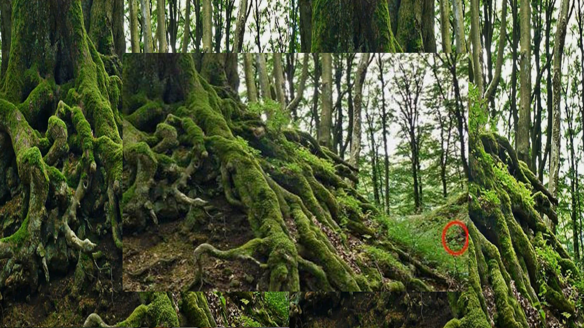 optical illusion find out hidden snake in viral photo check your brain iq