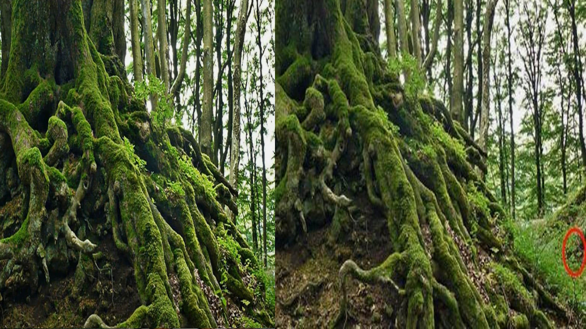 optical illusion find out hidden snake in viral photo check your brain iq