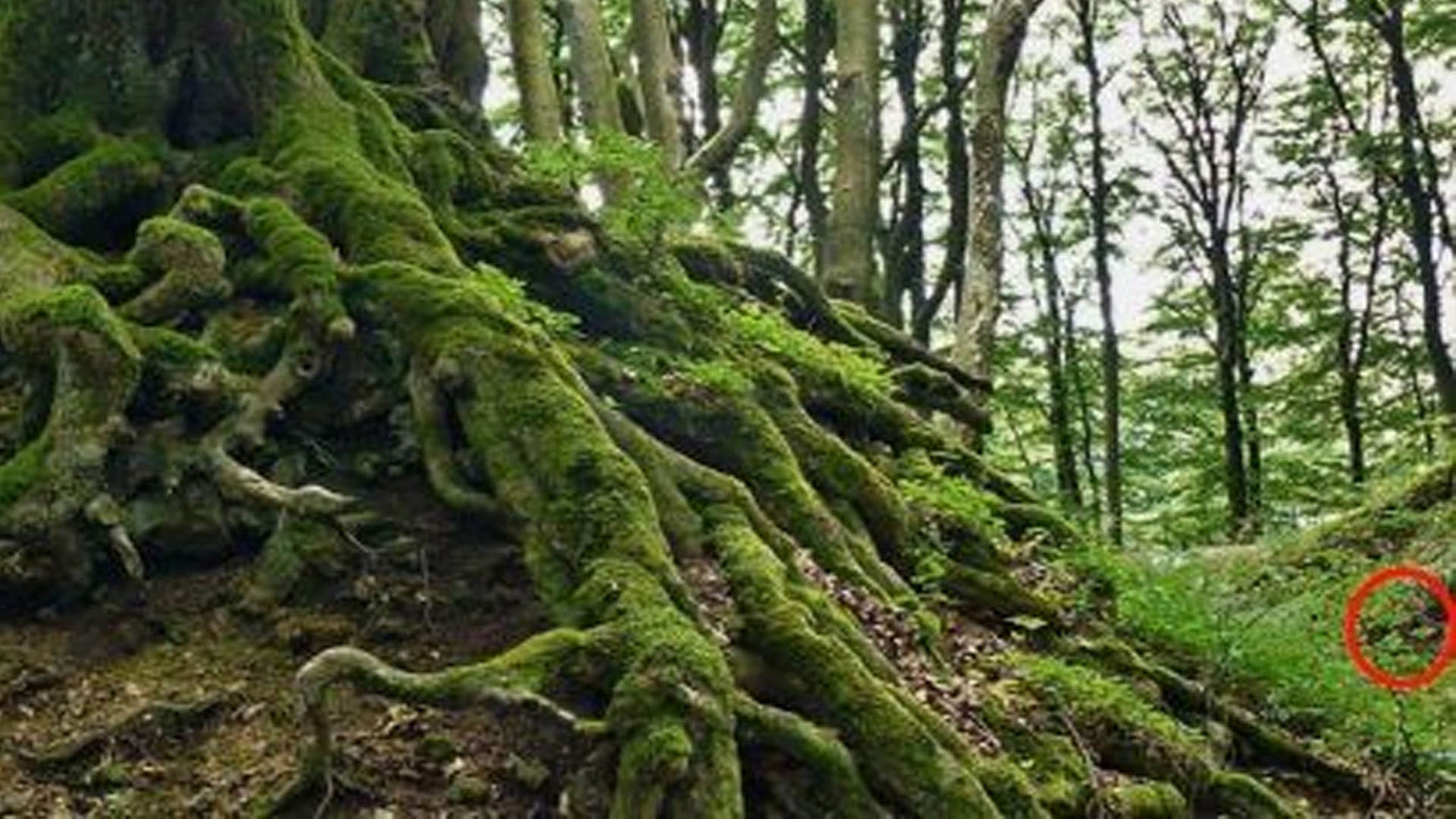 optical illusion find out hidden snake in viral photo check your brain iq