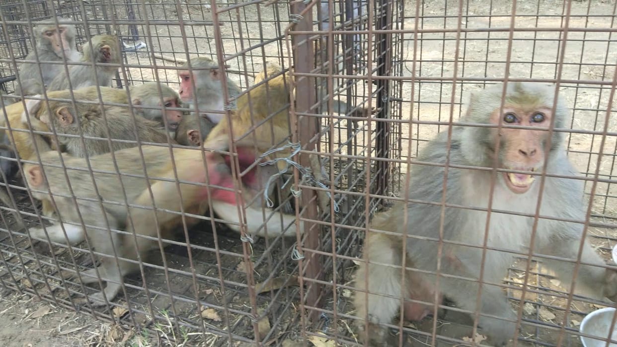 Caught 617 monkeys in two months, then the team went on leave