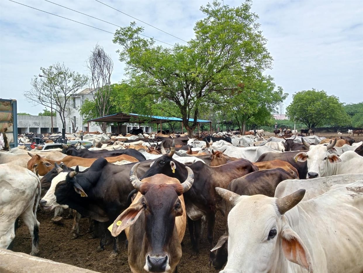 BDO got sick cows treated in Goshal