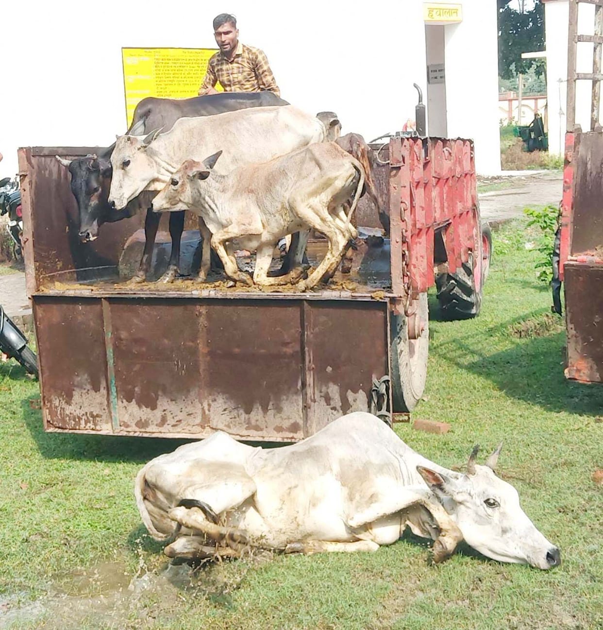 Farmers left abandoned animals in tehsil premises
