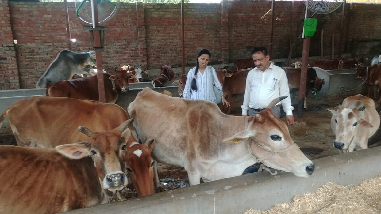 in sirmaur district 2200 animals of lumpy diseaes found and 50 animals died