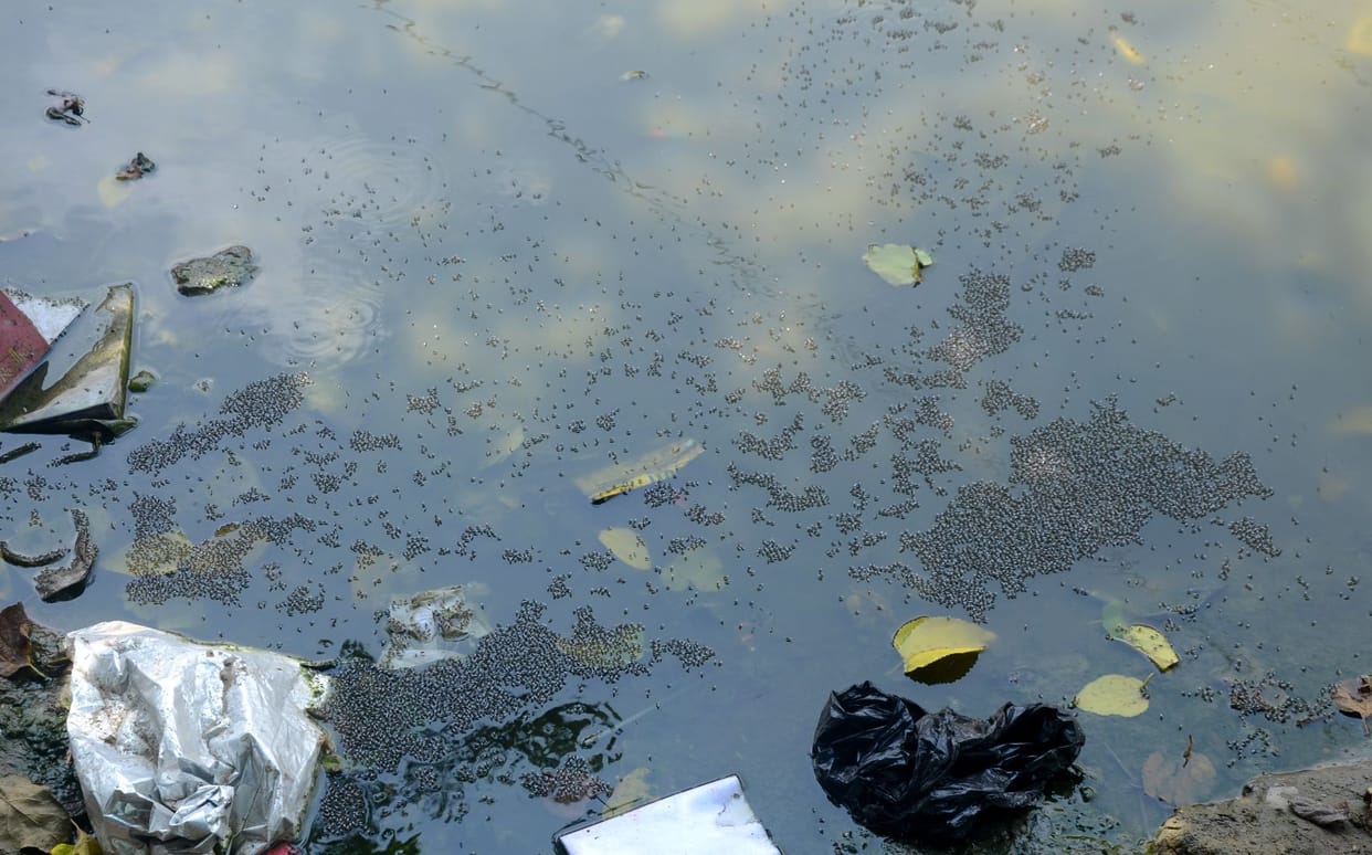 There are no arrangements to prevent dengue