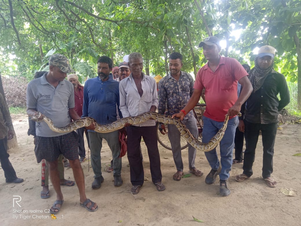 Rescued and caught a 12 foot long python that entered the farmhouse
