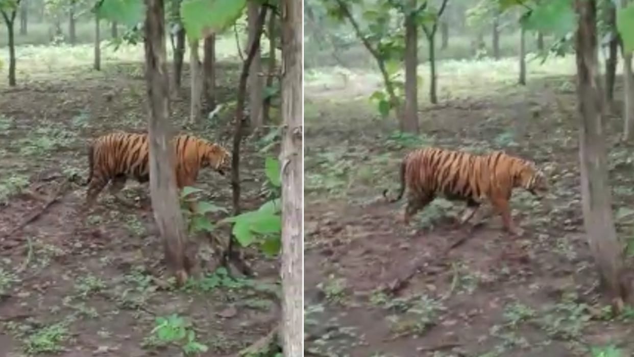 A tiger was seen roaring on the road in Umaria, the villagers captured the thrilling sight in the camera