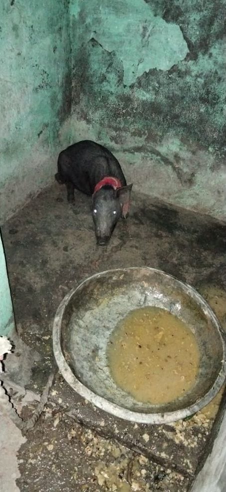38 more pigs died, the municipal corporation buried