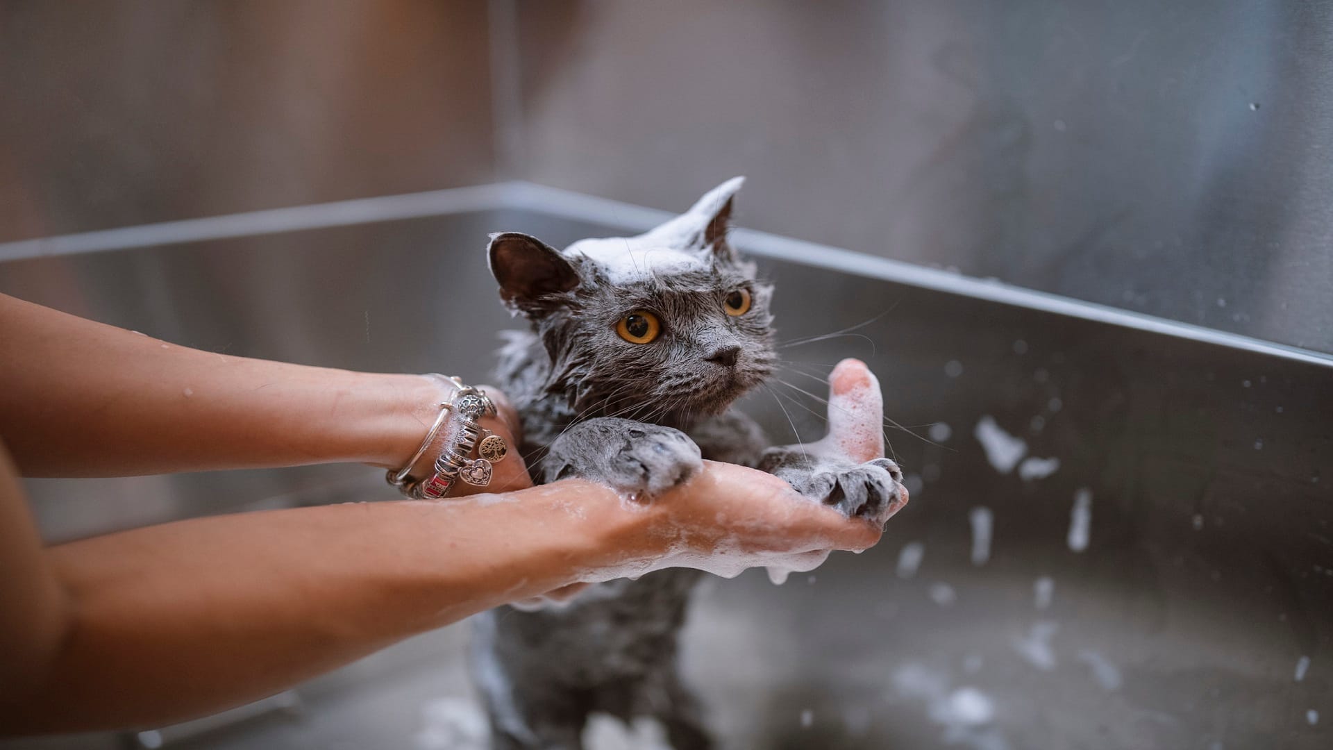 Tips for Cat Owners how to take care of pet cat