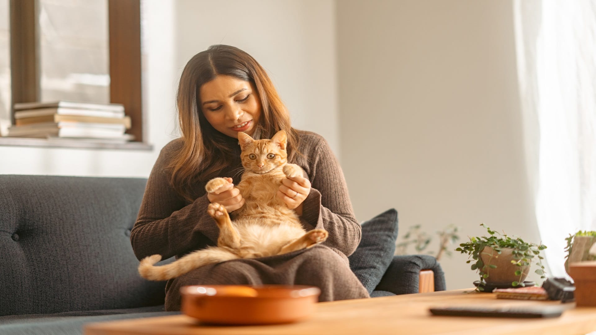 Tips for Cat Owners how to take care of pet cat
