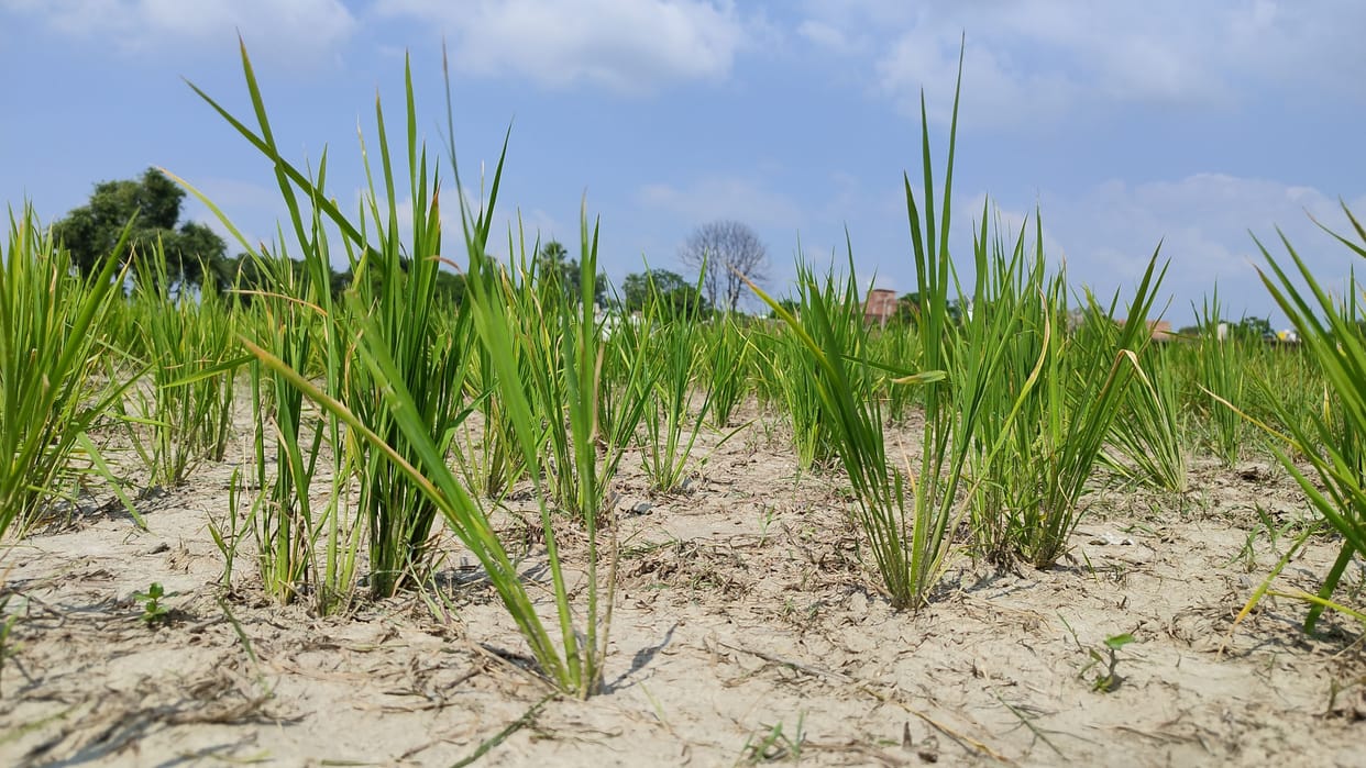rain fall not done, crop become dry