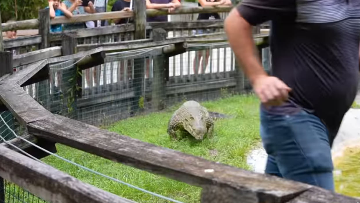 Crocodile Running Behind Man in America See Socking Viral Video News in Hindi