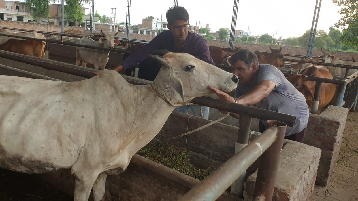 Worry: Four cows died, 143 sick, relief: 64,500 doses of vaccine arrived
