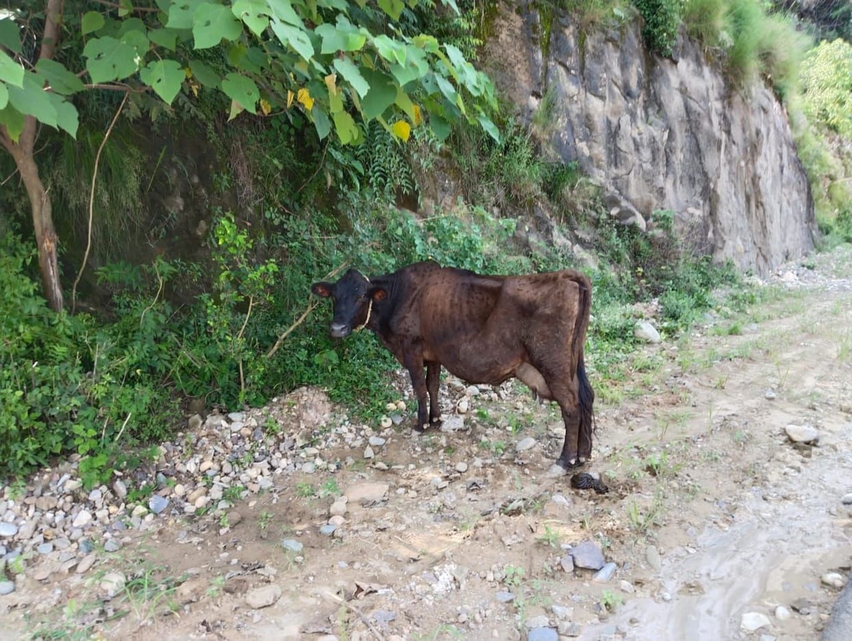 Lumpy disease cases in the district, vaccine out of stock in Ghumarwin