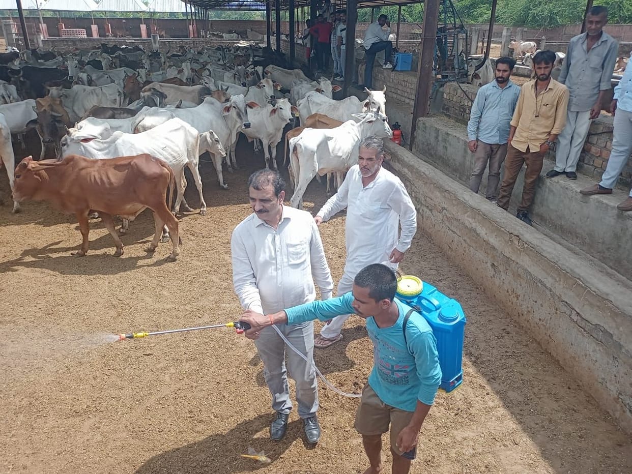 Vaccine over for four days, cattle ranchers worried