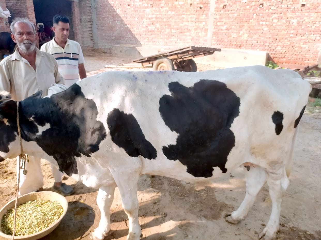 Lumpy disease is increasing rapidly in the animals of the district