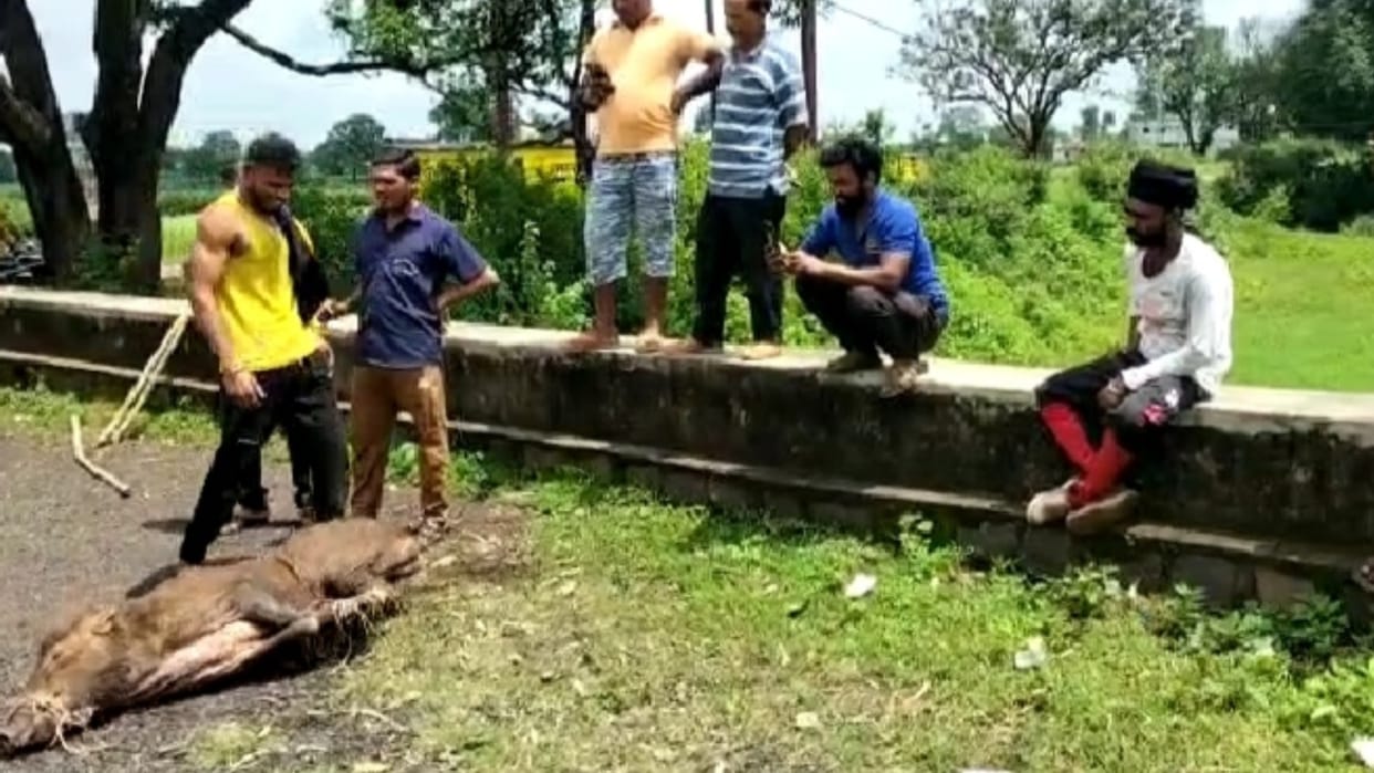 Panic spread among people due to wild boar living in residential area in Chhindwara