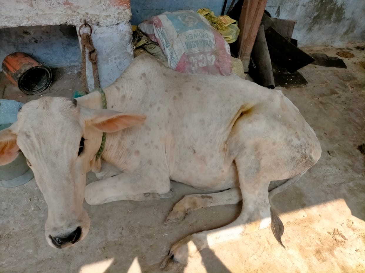 Deadly lumpy disease getting uncontrollable, Veterinary department helpless
