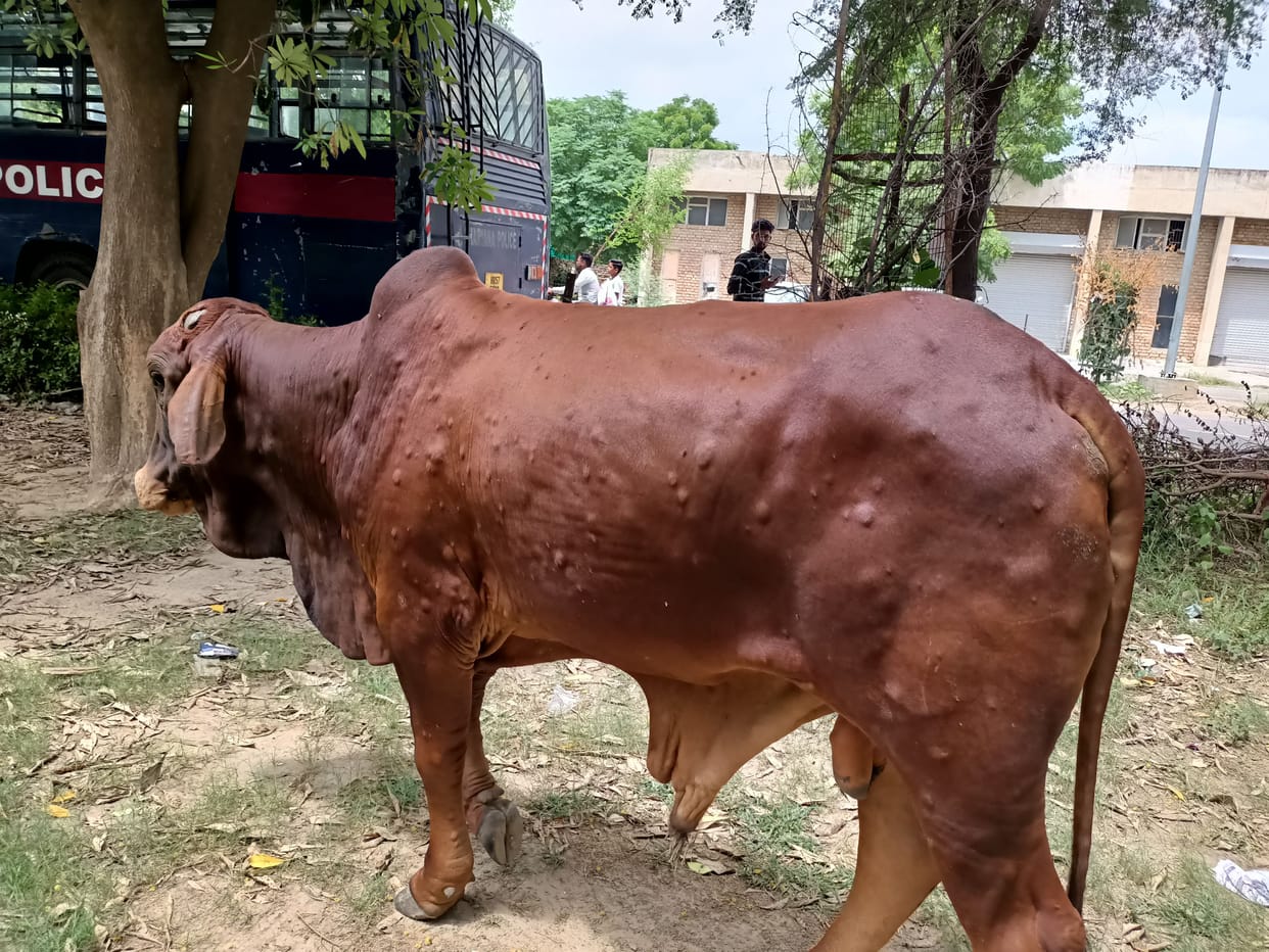 Lumpy: 49 animals died, vaccination will be smooth after reaching 1.57 lakh vaccine