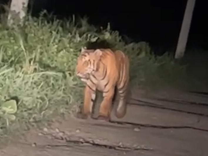 Tiger's movement is increasing in Majhola