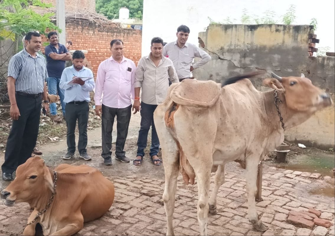 1630 cattle sick due to lumpi in Aligarh, seven cows died