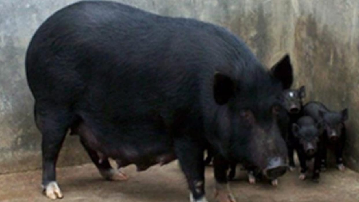 2200 pigs died in 13 days due to African swine fever in Rewa, orders to kill infected animals