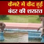 कैमरे में कैद हो गई बंदर की शरारत