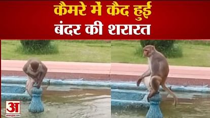 Taj Mahal:ताज पर बंदर की शरारत देख थम गए पर्यटकों के कदम, हरकत देख जमकर  हंसे, देखें वीडियो - Monkey Funny Viral Video In Tajmahal Agra - Amar Ujala  Hindi News Live