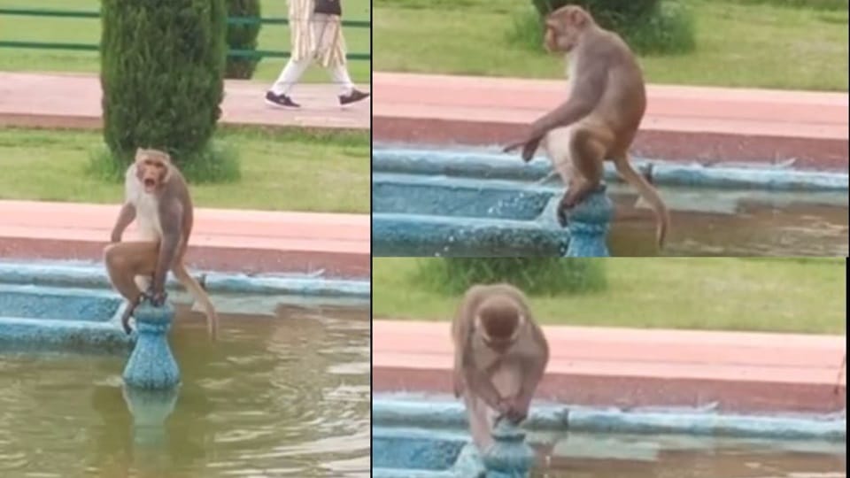 Monkey funny video in tajmahal agra