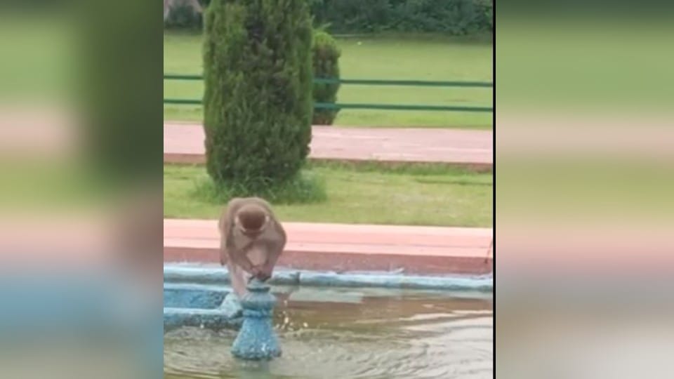 Monkey funny video in tajmahal agra