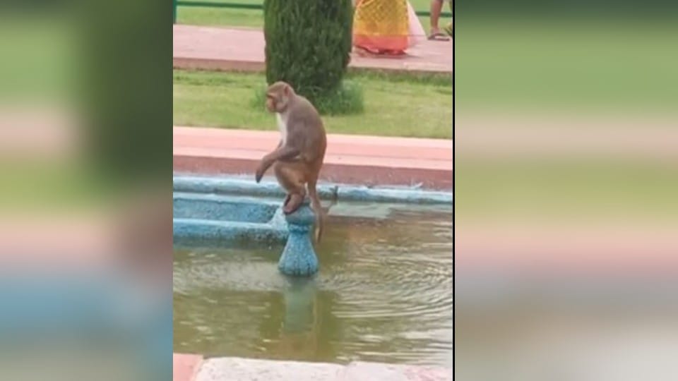 Monkey funny video in tajmahal agra