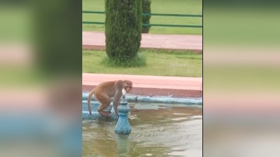 Monkey funny video in tajmahal agra